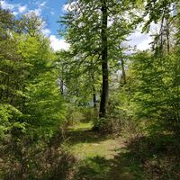 Pfad zum Aussichtspunkt Trifelsblick auf dem Röderkopf bei Münchweiler an der Rodalb