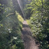 Pfad mit Sonnenstrahl