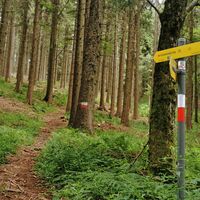 Abzweigung in den Waldweg