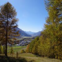 wunderschöne Lärchen säumen den Weg