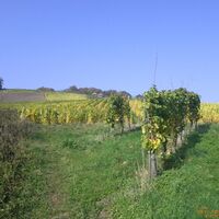 Blick aus den Weinbergen auf die Römergräber Nehren
