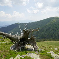 Papstriegel im Hintergrund