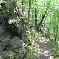 Urwaldpfad Hirschberg