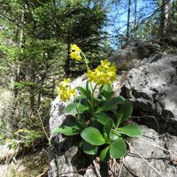 Rohrbachgraben -- Bodenwiese auf der Gahns