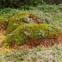 Bulten im Blindenseemoor