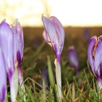 Krokus am Morgen