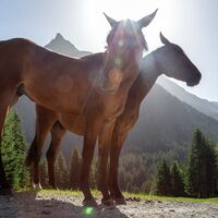 Pferde im Schwefeltobel