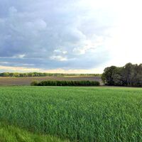 Felder und Natur zwischen Rhade und Rockstedt
