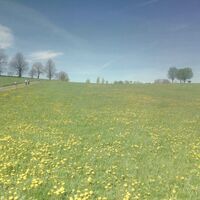Frühlingswiese am Pfad
