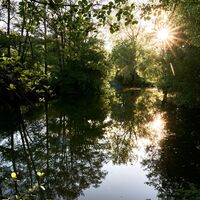 Liebliche Tauber
