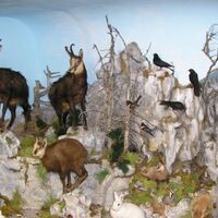 Naturmuseum