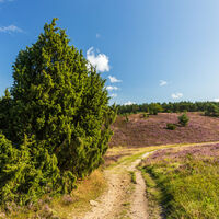 Der Wanderweg Heideschleife kurz vor dem Wilseder Berg