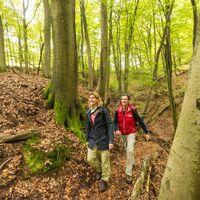 Schlucht im Dieterswald