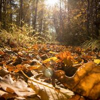 Herbstsonne im Wald