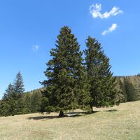 Rohrbachgraben -- Bodenwiese auf der Gahns