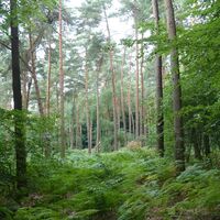 Blick in eine Lichtung