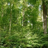 Ni2 - Waldverjüngung