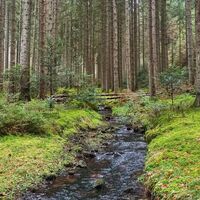 Der Omersbach im Morgental