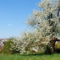 Streuobstwiesen Waldbronn