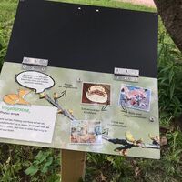 Schlaufuchspfad Vogelkirsche
