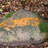 Wegmarkierung im Lüßwald bei Hösseringen