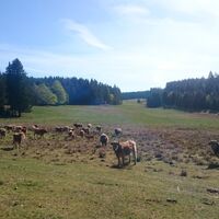 Bergweide am Rennsteig