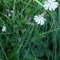 Flora