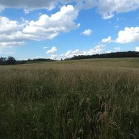 große Wiese nach dem Bürgerspitalwald