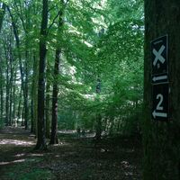 Wanderung durch mystischen Wald