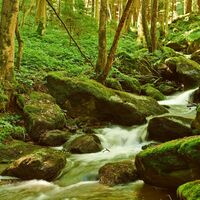 Die romantische Steinbachklamm bei Marbach im Nibelungengau