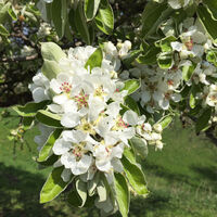 Obstblüte