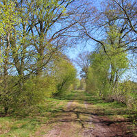Idyllischer Waldweg des NORDPFADES Haxloher Erde