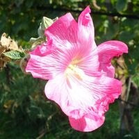 Flora