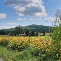 Der Weg führt bei Sojafeldern vorbei - im Hintergrund der Stradner Kogel