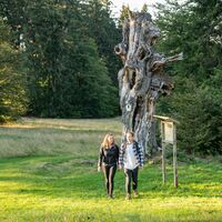 Schillerbuche am Rennsteig - Bad Liebenstein