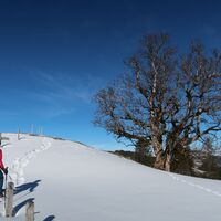 Neugantrisch
