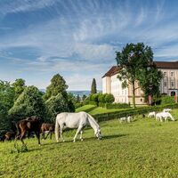 Lipizzanergestüt Piber