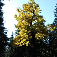 Die Riegerin (1939 m) aus dem Brunntal