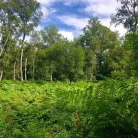 Wald mit Farnen