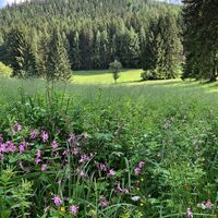 Wiese im Langebachtal