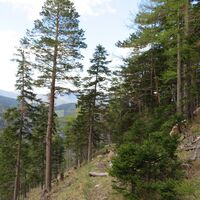Rohrbachgraben -- Bodenwiese auf der Gahns