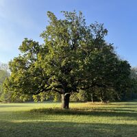 Baum. Solche Schönheiten gibt´s hier zahlreich!