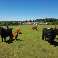 Rinderherde auf den Bornfeldwiesen bei Leimen/Pfalz