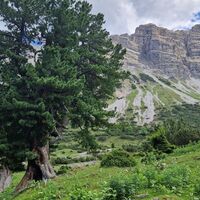 Uriger Baum auf der lieblichen Hochfläche