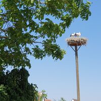 Storchennest im Glockenzehnten am Storchenwanderweg Winden