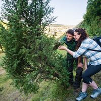 Wacholder im Diemeltal