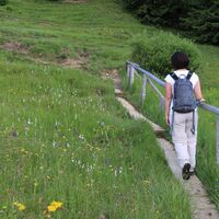 Wanderweg durch teils feuchte Bergwiesen