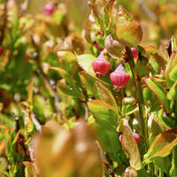 die Heidelbeeren stehen in Vollblüte