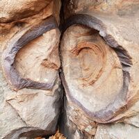 Fossile Einschlüsse an den Geißenschlupf-Felsen nahe Leimen/Pfalz