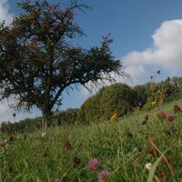 Streuobstwiese im Naturpark Schwäbisch-Fränkischer Wald | Wüsenrot | HeilbronnerLand